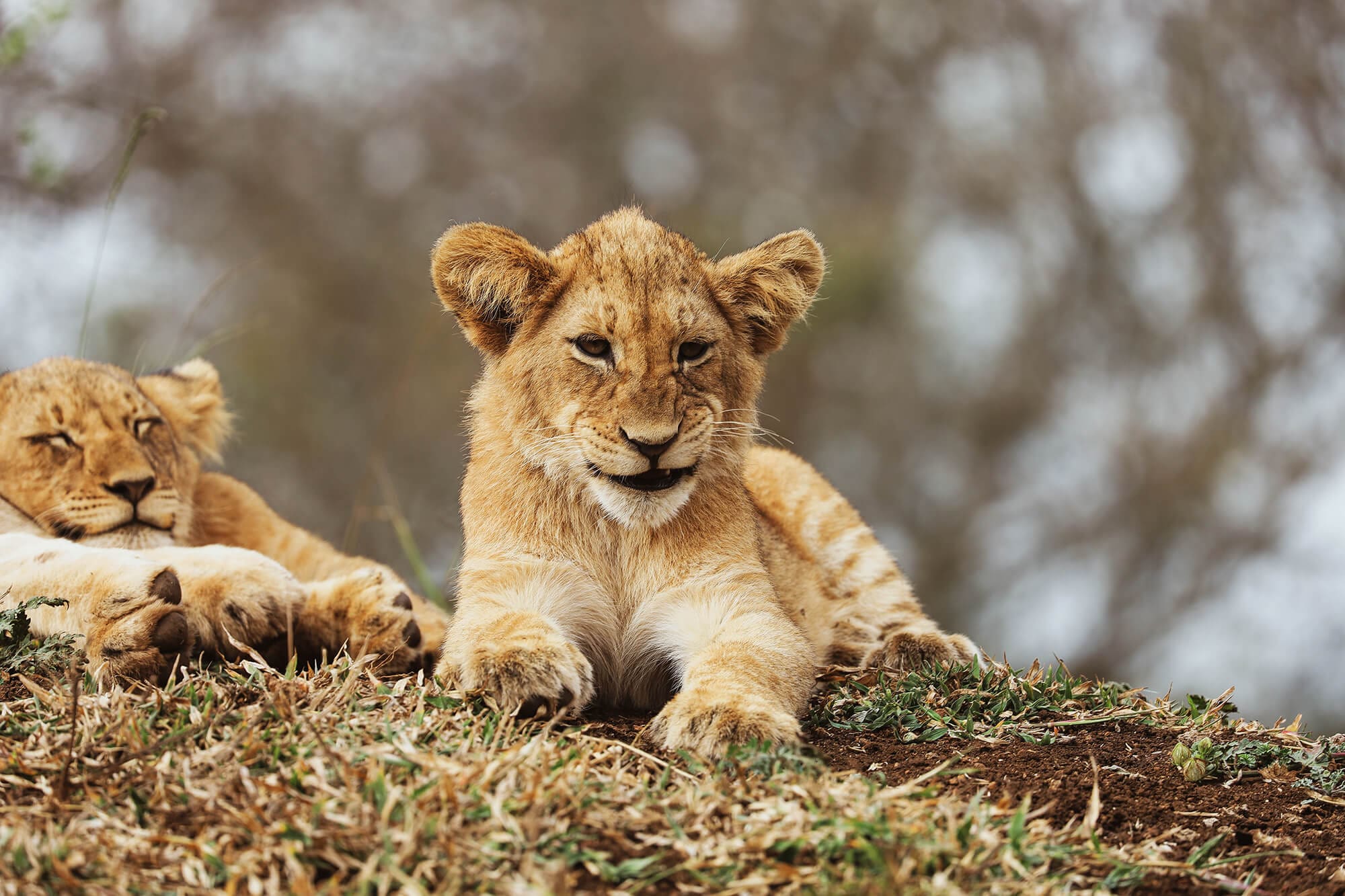 Thanda Lion Cubs