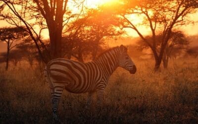 Get to know interesting facts about Zebras
