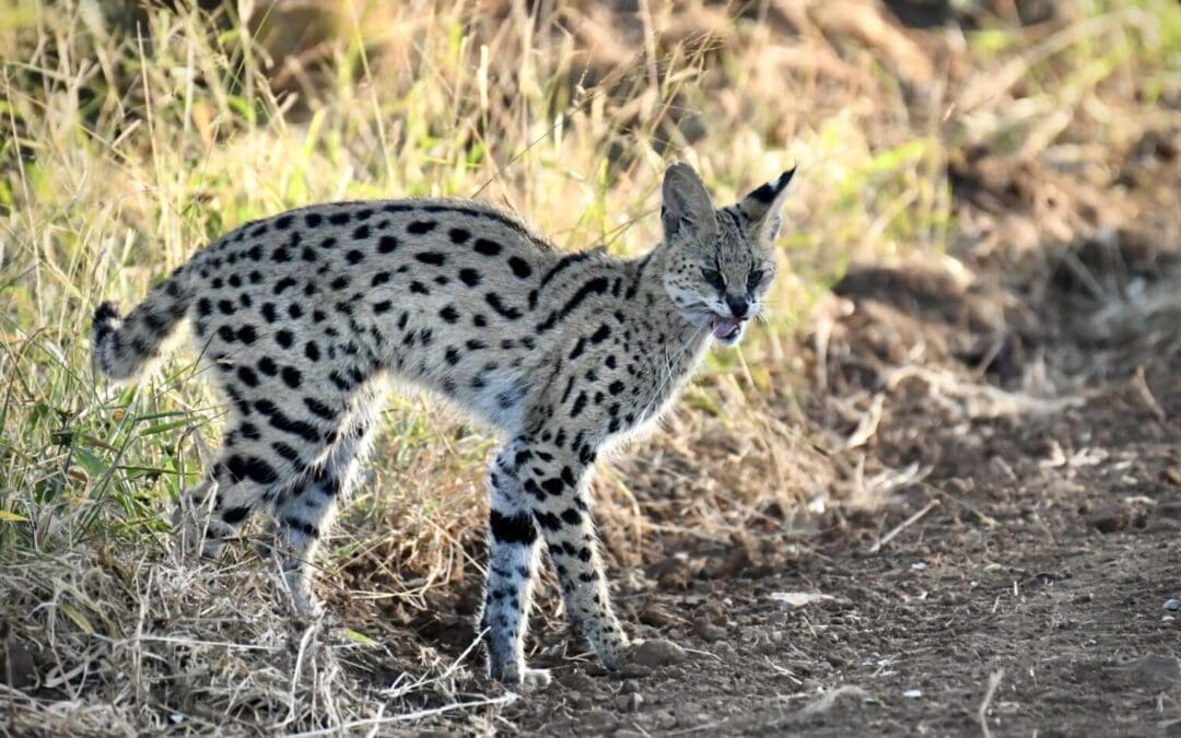 The Serval: Nature’s Feline Acrobat