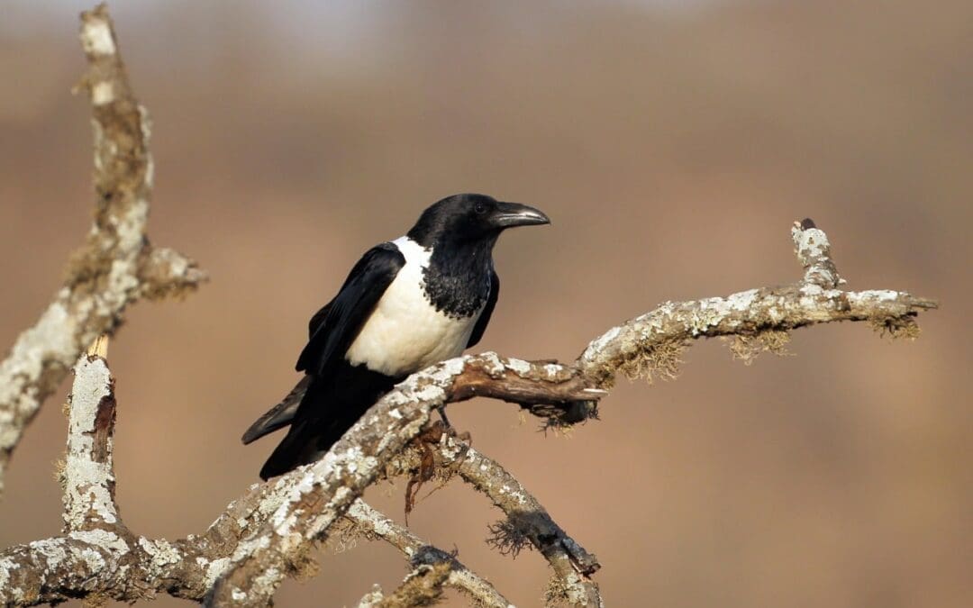 I see a green apple and yet all Ravens are not black