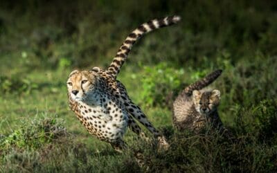 Interesting facts about Cheetahs in South Africa