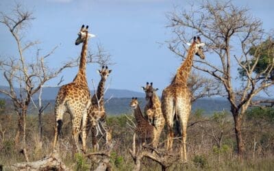 The African Giraffe: Here are some interesting facts about them