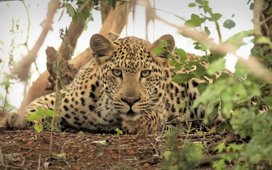 The African Leopard: Interesting facts about them