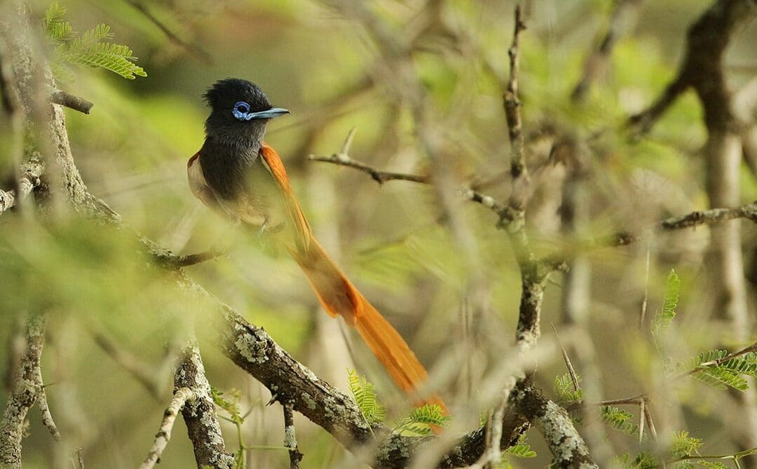 Birdwatching