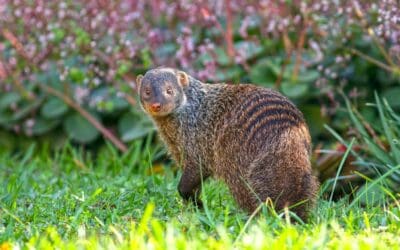 Banded Mongoose