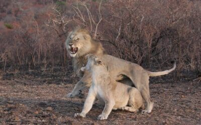 Lions vs Springboks