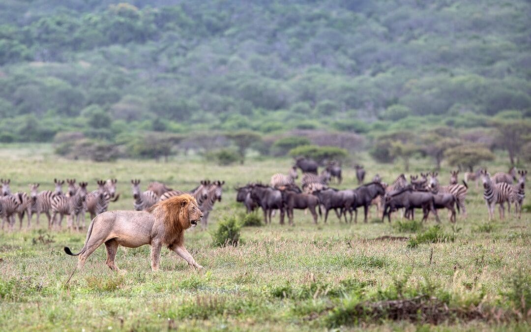 Exploring the Rainbow Nation: A Guide to South Africa Safaris