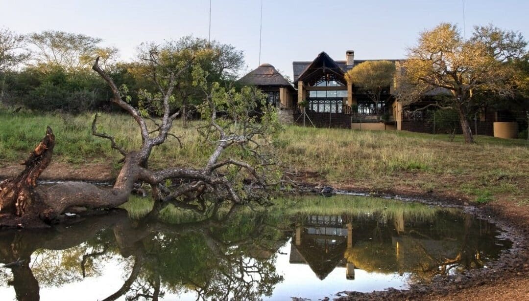 Marula Tree