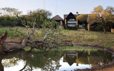 Marula Tree