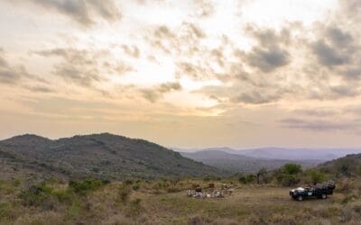 Guided Bush Walks