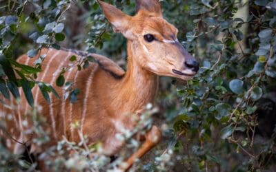 Safari Made Simple: The Allure of All-Inclusive African Safaris