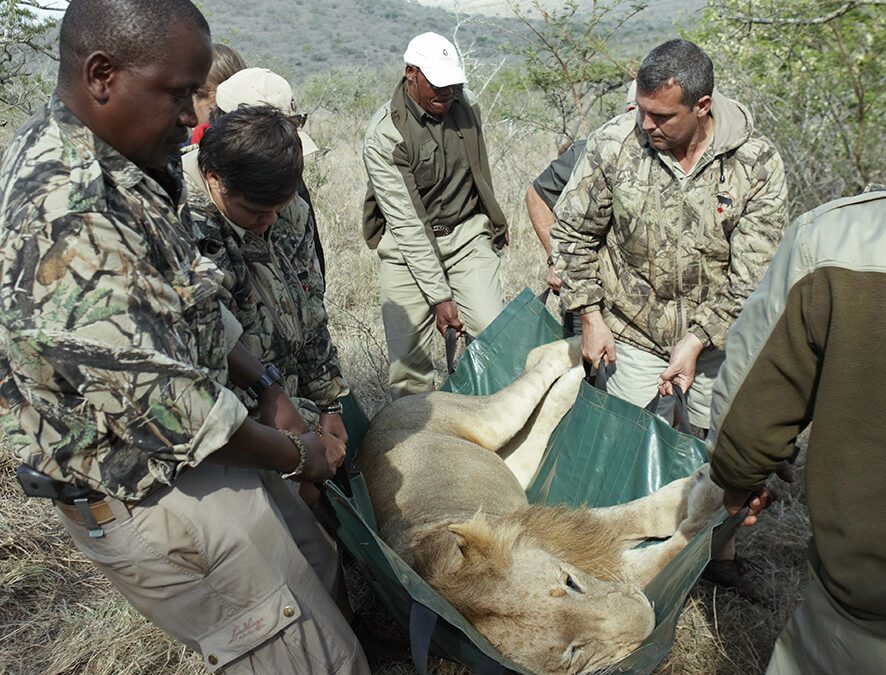 Participating in Wildlife Preservation at Private Game Reserves