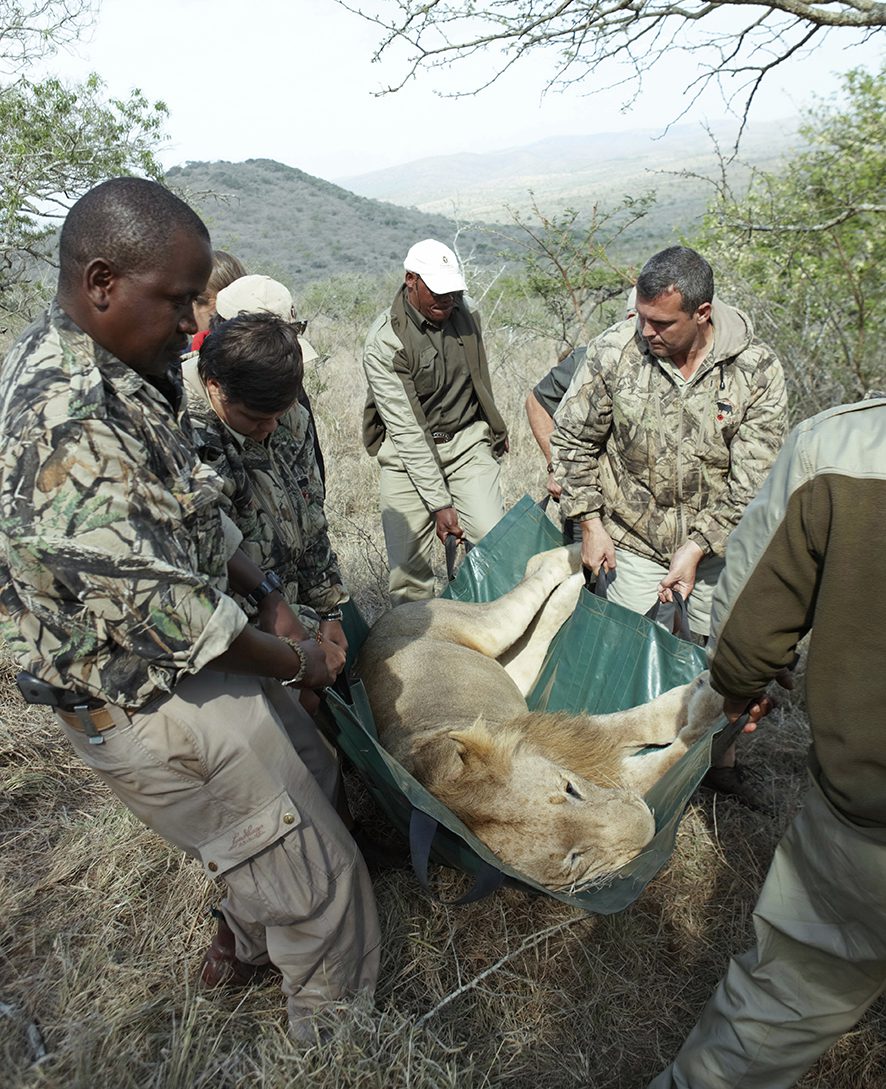 Hunting Reserves Participating in Wildlife Preservation at Private Game Reserves